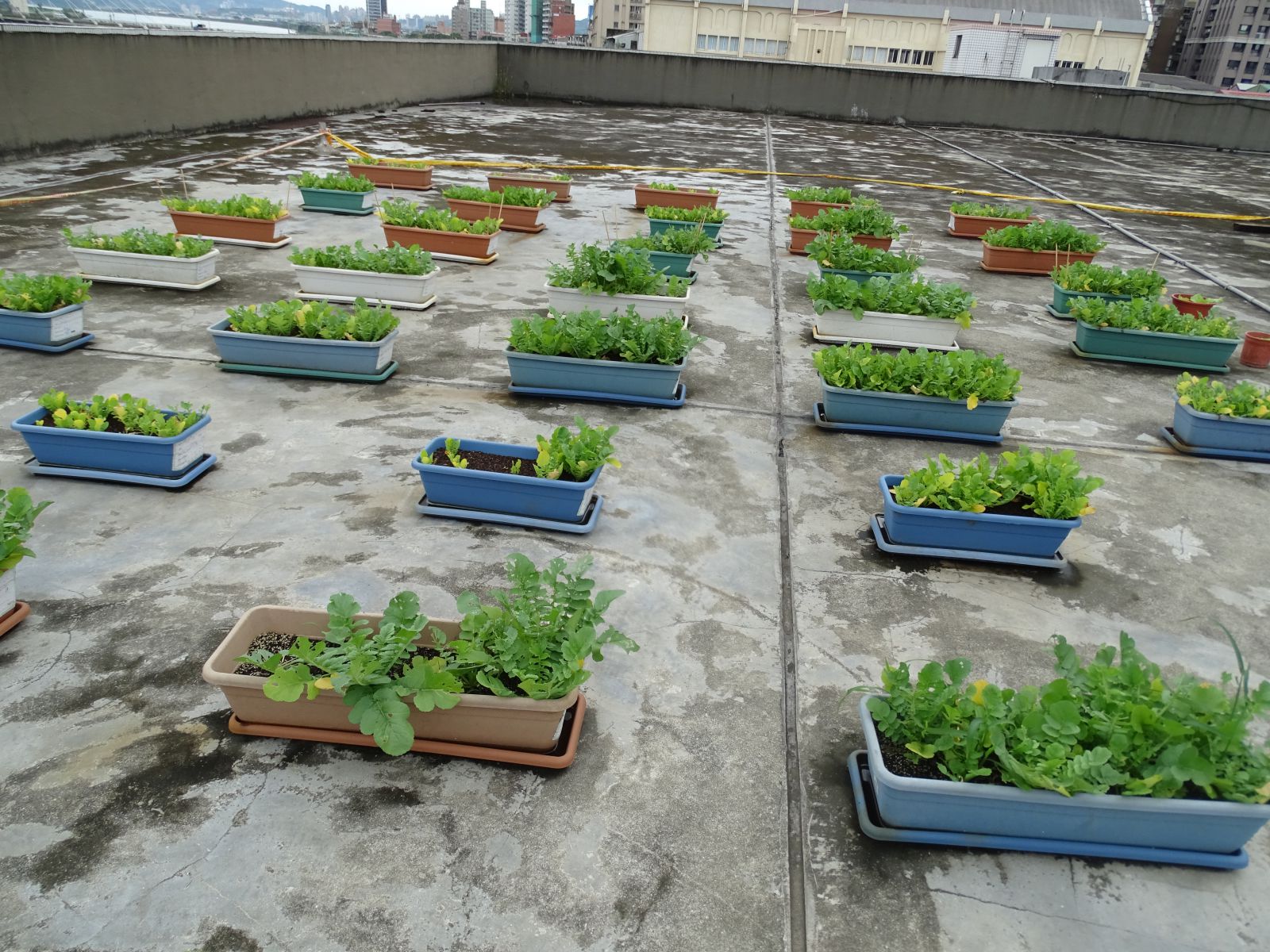 自然教室屋頂植栽