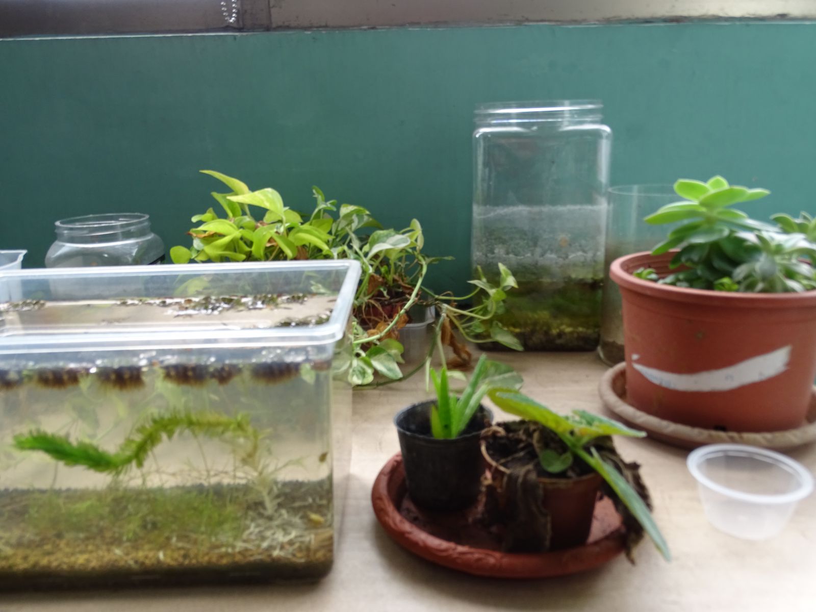 自然教室植栽